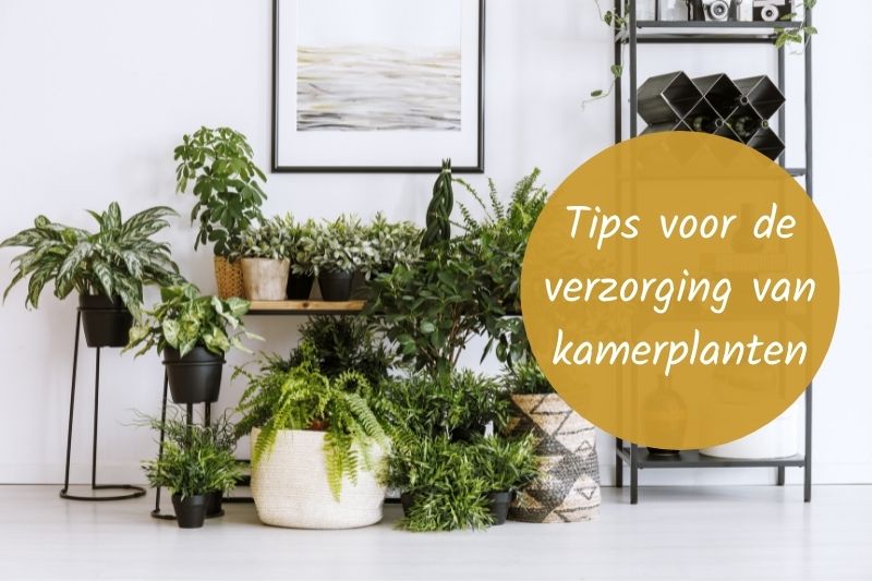 Tips voor de verzorging van kamerplanten